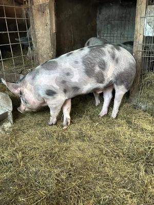 Vand porci si purcea. - imagine 5