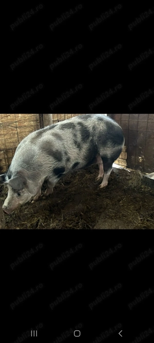 Vand porci si purcea. - imagine 2