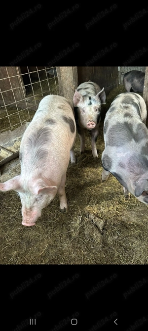 Vand porci si purcea. - imagine 3