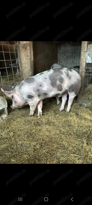 Vand porci si purcea. - imagine 4