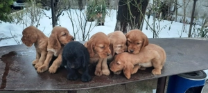 Pui cocker spaniel - imagine 2