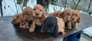 Pui cocker spaniel - imagine 3