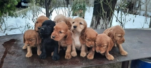 Pui cocker spaniel - imagine 4