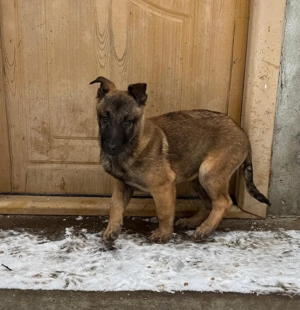 Belgian Malinois  - imagine 2