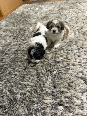 Dd vinzare bisoni havanezi 2fetite 