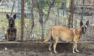 Belgian Malinois 