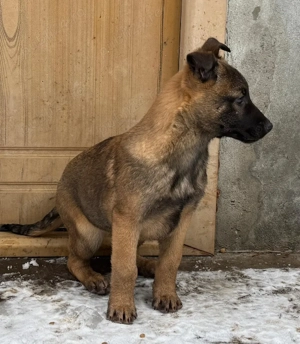 Belgian Malinois  - imagine 3