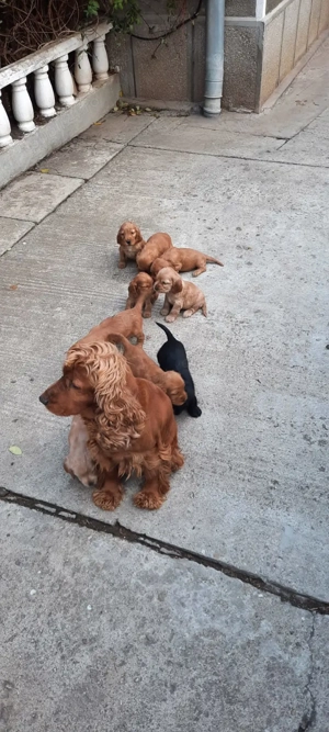 Pui cocker spaniel - imagine 6