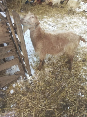 Vând țap tânăr castrat pt sacrificat bun de rotisor  - imagine 4