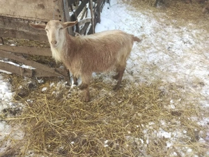 Vând țap tânăr castrat pt sacrificat bun de rotisor  - imagine 3