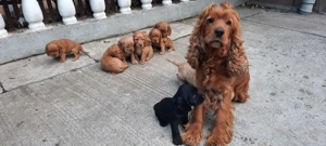 Pui cocker spaniel - imagine 5