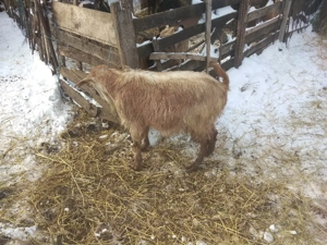 Vând țap tânăr castrat pt sacrificat bun de rotisor 