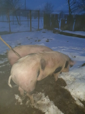 Porci aproximativ 200kg - imagine 2