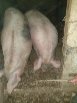 Porci aproximativ 200kg - imagine 3