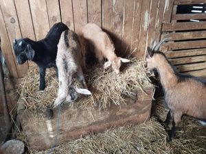 Iezi de vanzare - imagine 3