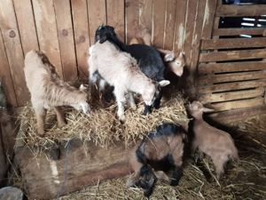 Iezi de vanzare - imagine 2