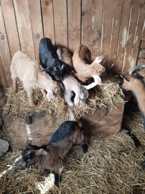 Iezi de vanzare - imagine 4