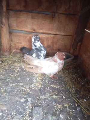 de vânzare porumbei 