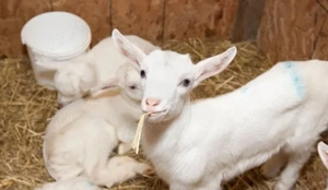 vand iezi : Sannen si Alpin francez de lapte - imagine 2