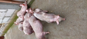 De vanzare - imagine 2