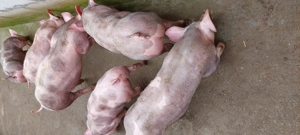 De vanzare - imagine 4