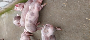 De vanzare - imagine 3