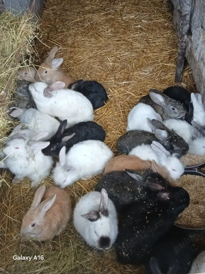 De vânzare puii de iepuri  - imagine 4