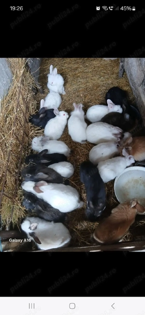 De vânzare puii de iepuri  - imagine 2