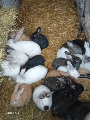 De vânzare puii de iepuri  - imagine 5