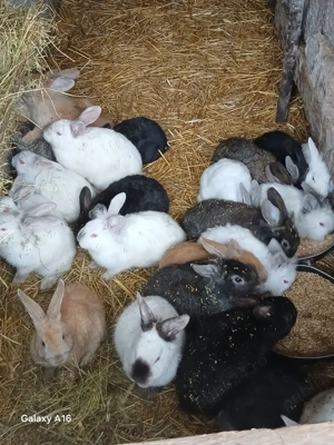 De vânzare puii de iepuri  - imagine 3