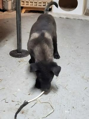 Ciobanesc Belgian malinois cu pedigree - imagine 3