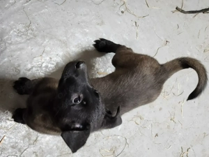 Ciobanesc Belgian malinois cu pedigree - imagine 5