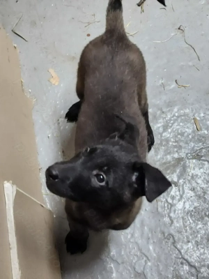 Ciobanesc Belgian malinois cu pedigree - imagine 4