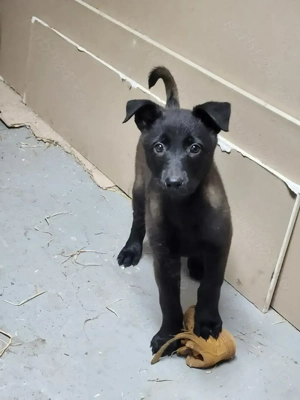 Ciobanesc Belgian malinois cu pedigree