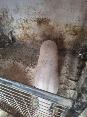  porci 130-150kg - imagine 3