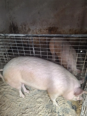  porci 130-150kg - imagine 2