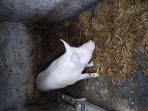 Porc de vânzare  - imagine 3