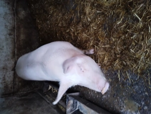 Porc de vânzare  - imagine 2