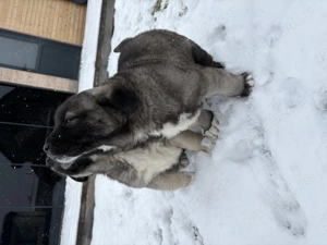 Vând căței Kangal Turcesc 