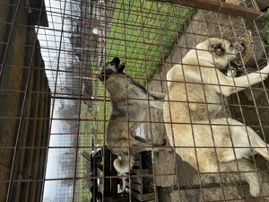 Vând cățel Kangal Turcesc  - imagine 5