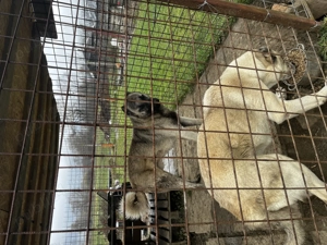 Vând cățel Kangal Turcesc  - imagine 4