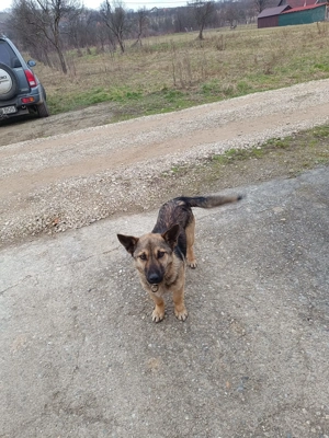 Donez cățeluș - imagine 2