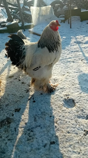 Cocoș Brahma - imagine 4