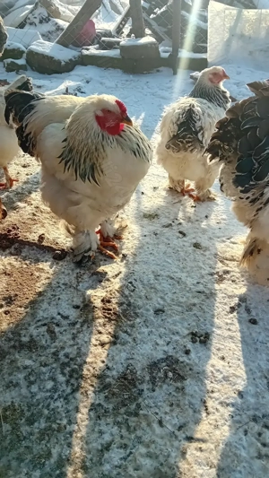 Cocoș Brahma - imagine 3