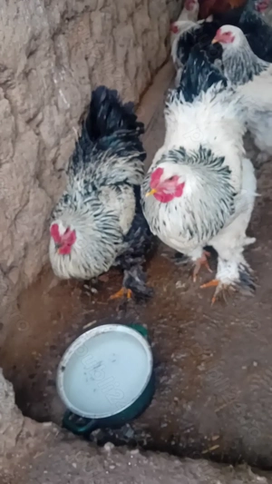 Cocoș Brahma - imagine 2