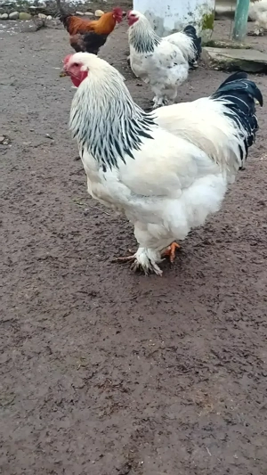 Cocoș Brahma - imagine 5