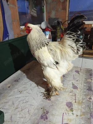 De vânzare 2 cocosi brahma HD și 2 gascani - imagine 4