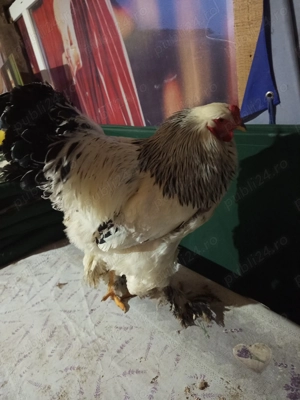 De vânzare 2 cocosi brahma HD și 2 gascani - imagine 3