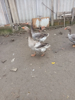 De vânzare 2 cocosi brahma HD și 2 gascani - imagine 2