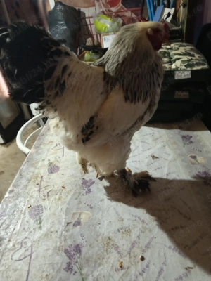 De vânzare 2 cocosi brahma HD și 2 gascani - imagine 5